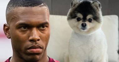 أمريكي يقاضي نجم ليفربول السابق بسبب كلب ويطالب بـ30 ألف دولار تعويض