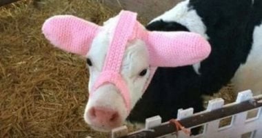 غطاء بقرة ومطرقة ثور.. أشياء غريبة صنعها البشر للاستخدام اليومي.. ألبوم صور