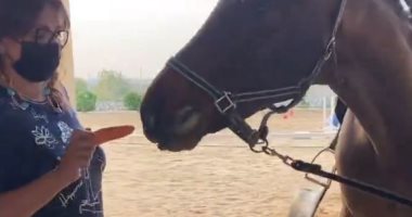 "هياكل إيديها".. هالة صدقى تطعم حصانا قطعة جزر فى فيديو طريف
