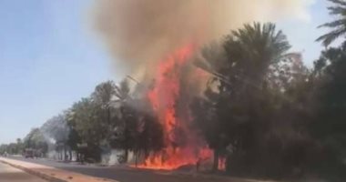 السيطرة على حريق شب بغابة شجرية على طريق المطار بالغردقة.. صور