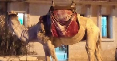 مجلس مدينة العريش يقرر حظر تواجد الجمال والخيول على الشاطئ