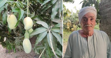 "اليوم السابع" داخل مزارع "المانجا" فى جزيرة أرمنت الحيط الأكبر بالأقصر.. الجزيرة تحيطها المياه وبها 400 فدان.. صاحب مزرعة: الطقس أحد عوامل قلة المحصول لهذا العام.. ويؤكد: أشهرها البلدى والزبدية والعويسى.. صور