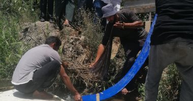 نصف مليون ذريعة سمكية لفرع النيل بقرية الطويلة فى شربين لتنمية الثروة السمكية