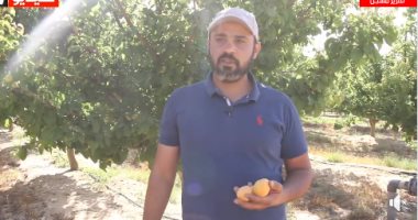 "مشمش النوبارية" يتربع على عرش المذاق والجودة.. تعرف على أفضل الأنواع