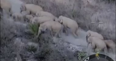 محدش عارف يوقفهم.. قطيع من الأفيال يتسبب فى فوضى بمدينة صينية "فيديو"