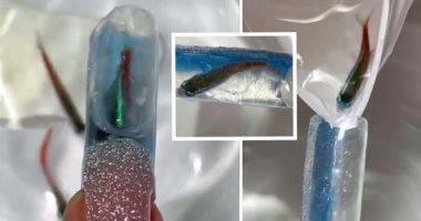 أسماك حية داخل الأظافر.. تقليعة جديدة لصالون تجميل روسى تثير الغضب