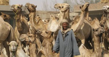 100 صورة عالمية.. يوم مع "تاجر الجمال" فى مصر 