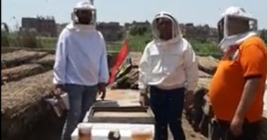 لحظة حصاد أول قطفة عسل نحل من زهرة البرسيم.. إزاى ميضحكش عليك اما تشتريه.. لايف