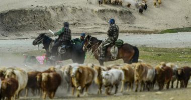 موسم الهجرة.. رحلة ملايين الأغنام والأبقار من الجبال الثلجية لصحراء الصين