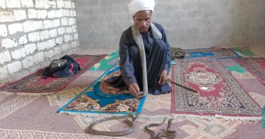 أشهر حاوى فى الصعيد يشرح كيف يتعامل مع الكوبرا والطريشة.. لايف