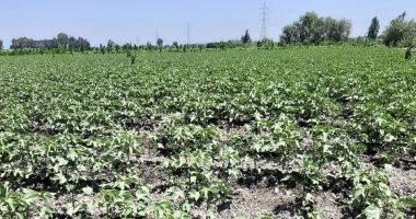 زراعة الشرقية: زراعة 35 ألف فدان قطن وتخطينا المستهدف بـ 5 أفدنة