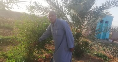 بشاير أول طرح لأشجار النخيل ضمن مبادرة صدقة الخير على أرواح المتوفين بالوادى الجديد