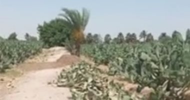 "أبو الحلاوة يا تين".. التين الشوكى فاكهة الصيف تلألأ فى المزارع.. لايف وصور