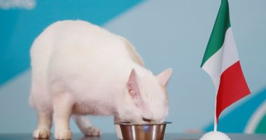 بطولة اليورو.. القط أخيل يتوقع فوز إيطاليا على تركيا فى لقاء الافتتاح