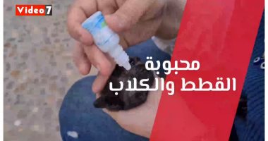 الدكتورة غادة.. طوق النجاه لقطط وكلاب شوارع حدايق القبة.. انقاذ وتوفير الطعام والعلاج يوميا.. فيديو