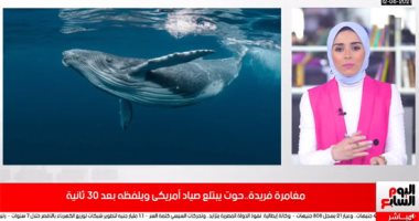 30 ثانية داخل فم الحوت الأحدب.. غواص يروى تفاصيل التجربة المثيرة "فيديو"