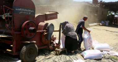 بروتين يا فاصوليا.. حصاد حبوب الذهب الأبيض بالمنوفية.. ألبوم صور