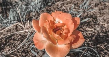 "جمال" يوثق موهبته فى فن التصوير الفوتوغرافى