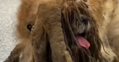 كلب تائه فى الغابات منذ سنوات يتحول إلى نجم سوشيال ميديا بسبب شعره الكثيف.. صور