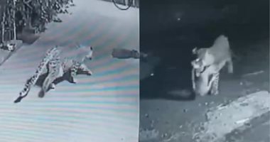فهد برى يخطف كلبا نائما للحراسة أمام منزل فى مدينة هندية.. فيديو وصور