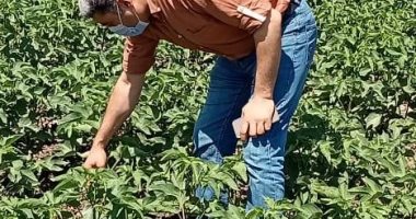 زراعة كفر الشيخ: بدء حملة نقاوة الغريبة بقطن الإكثار بـ3 مراكز لإنتاج التقاوى
