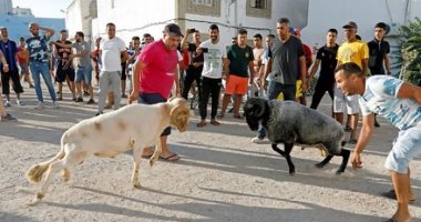 قتال الكباش.. وسيلة الشباب في تونس للهرب من كورونا والبطالة.. ألبوم صور