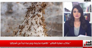 "عناكب نهاية العالم" ظاهرة مخيفة ومرعبة تبدأ من أستراليا.. فيديو