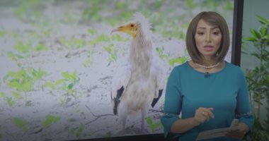 العالم مذهول بسبب النسر المصري.. اختفى (150) سنة وعاد للظهور من جديد.. فيديو