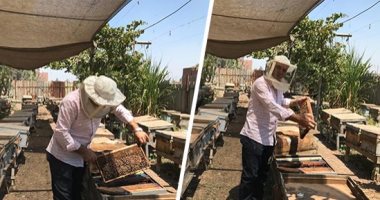 "فيه شفاء للناس" لحظة حصاد عسل النحل فى أكبر المناحل بالدلتا.. أصحاب المنحل: إنتاج العسل مرتبط بالزهور مثل الموالح والأعشاب.. ويؤكدون: مشروع اقتصادى من الدرجة الأولى ويقبل عليه الشباب.. ونصدر للدول العربية..صور