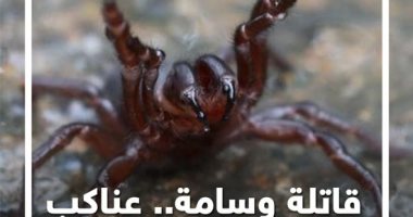قاتلة وسامة.. عناكب النهاية تجتاح أستراليا.. فيديو