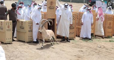 ذبح الوعول السعودية تثير الجدل.. ونيابة المملكة تتوعد بـ10 سنوات حبس.. فيديو