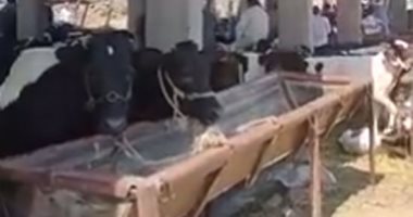 سوق المواشى بالشرقية يعود للنشاط بعد توقف عام ونصف بسبب كورونا.. لايف