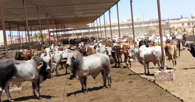محافظ بورسعيد يعلن جاهزية محطة تسمين القابوطى بطاقة استيعابية 8 آلاف رأس 