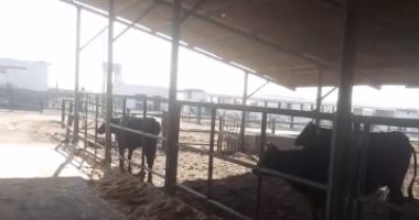 بعد توقف سنوات.. شاهد أكبر مشروعات الإنتاج الحيوانى الحكومية بالبحيرة