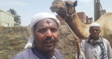 "اليوم السابع" داخل سوق الجمال بأسوان.. ومفاجأة داخل مزاد بسعر أغلى جمل.. فيديو وصور