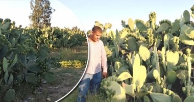 فاكهة الغلابة والعظماء.. "اليوم السابع" داخل مزارع التين الشوكى فى البحيرة.. ثمرة طبيعية 100%.. الثمار تتحمل العطش وندرة المياه ويُستخرج منها زيوت تحارب السرطان وتقوى جهاز المناعة لمواجهة كورونا.. فيديو وصور