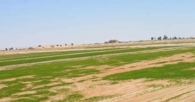 محافظ الوادي الجديد يتفقد زراعات الأرز الجاف بأبو هريرة فى الفرافرة 