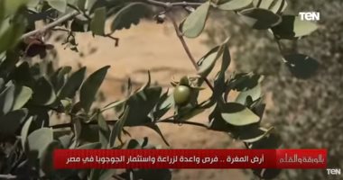 البحوث الزراعية: مصر الخامسة عالميا فى المساحات المنزرعة بـ"الجوجوبا"