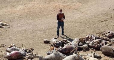 العثور على 30 حمارا مسلوخا بأخميم.. والطب البيطرى: الجلود تستخدم فى صناعة منشطات جنسية