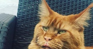 مكافأة 5 آلاف جنيه لمن يعثر على قط تائه فى الغردقة.. صور