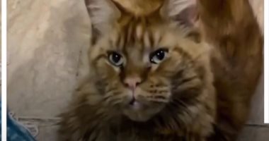 قط تايه يا ولاد الحلال.. مكافأة 5 آلاف جنيه لمن يجده.. فيديو