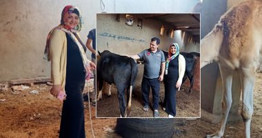 عيد الأضحى المبارك.. الجاموسى غير مفضل والضأن الأجود فى الشوى.. صاحب مزرعة يشرح أساليب الغش المشهورة للذبائح.. 10 أعراض فى الأضحية تمنعك من شرائها.. ومربون يحذرون من الأضاحى المعطوبة.. فيديو وصور