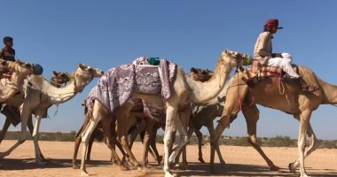 اليوم.. انطلاق أول سباق للهجن بمدينة العلمين بمشاركة 500 جمل 