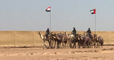 اليوم.. انطلاق فعاليات سباق الهجن الثانى بمدينة العلمين
