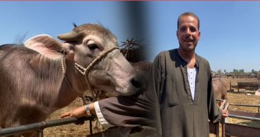 إزاى تشترى أضحية العيد من غير ما يضحك عليك .. تجار المواشى هيقولولك الأسعار