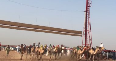انطلاق فعاليات ثانى أيام مهرجان سباق الهجن بالعلمين.. صور