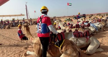 بمشاركة 500 جمل.. أول سباق للهجن فى العلمين.. فيديو