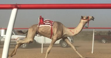 رئيس اتحاد الهجن: إنشاء مضمار جديد للسباقات بالسلوم فى مطروح