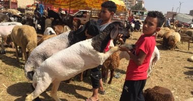 عيدكم سعيد.. إقبال كبير على الأضاحى فى الإسماعيلية.. زيادة بالأسعار 10 جنيهات للكيلو عن العام الماضي.. سعر الماعز من 1300 إلى 2000 جنيه.. والجدى بـ3 آلاف والخروف بـ4 والبقر بـ20 ألفا والعجل بـ25.. صور وفيديو