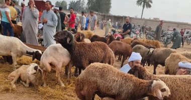 عودة الحياة لسوق الماشية فى بيلا مؤقتًا وسط إجراءات احترازية مشددة.. صور